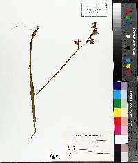 Pogonia ophioglossoides image