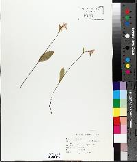 Pogonia ophioglossoides image