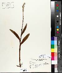 Platanthera hyperborea image