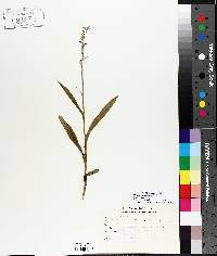 Platanthera hyperborea image