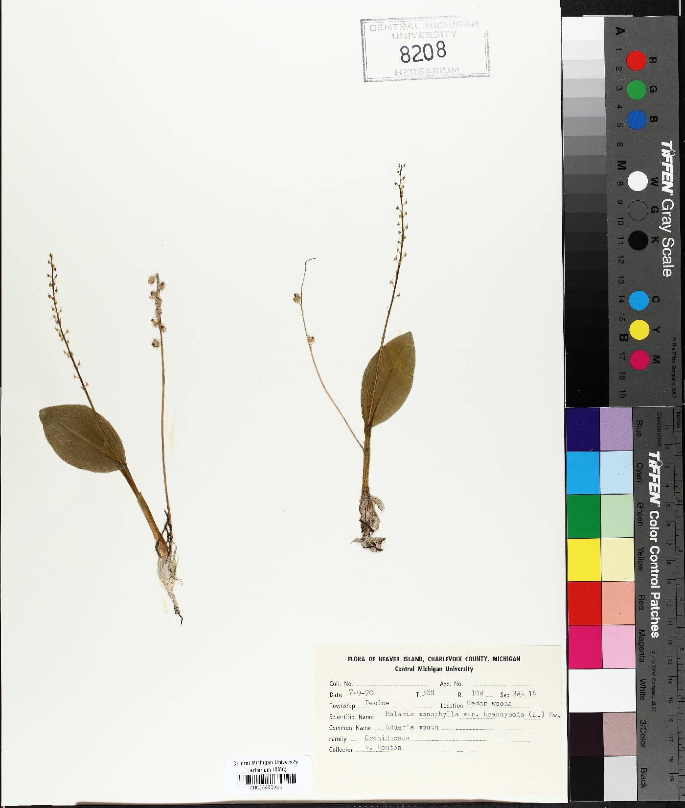 Malaxis monophyllos var. brachypoda image