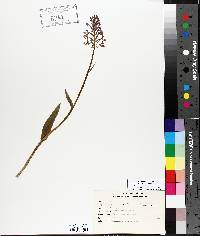 Platanthera psycodes image