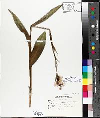 Platanthera psycodes image