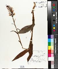 Platanthera psycodes image