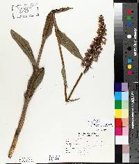 Platanthera psycodes image