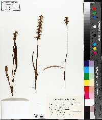 Spiranthes praecox image