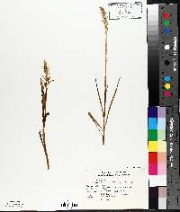 Spiranthes romanzoffiana image