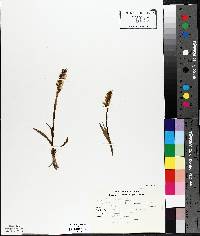 Spiranthes romanzoffiana image