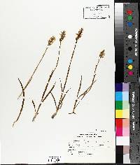 Spiranthes romanzoffiana image