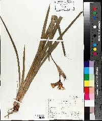 Iris versicolor image