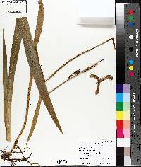 Iris versicolor image