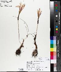 Zephyranthes atamasca image