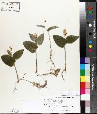 Maianthemum canadense image