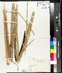 Typha angustifolia image