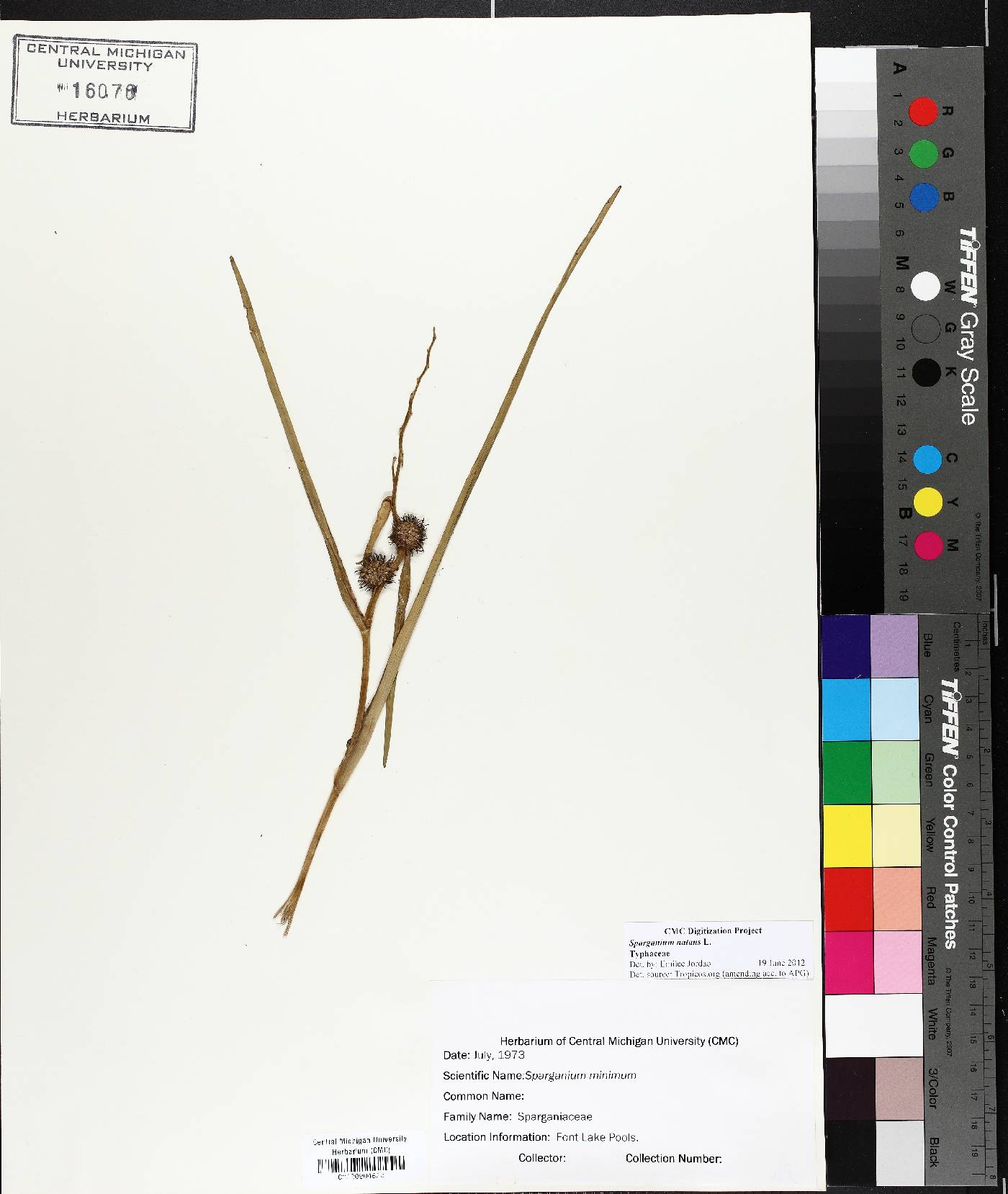 Sparganium natans image