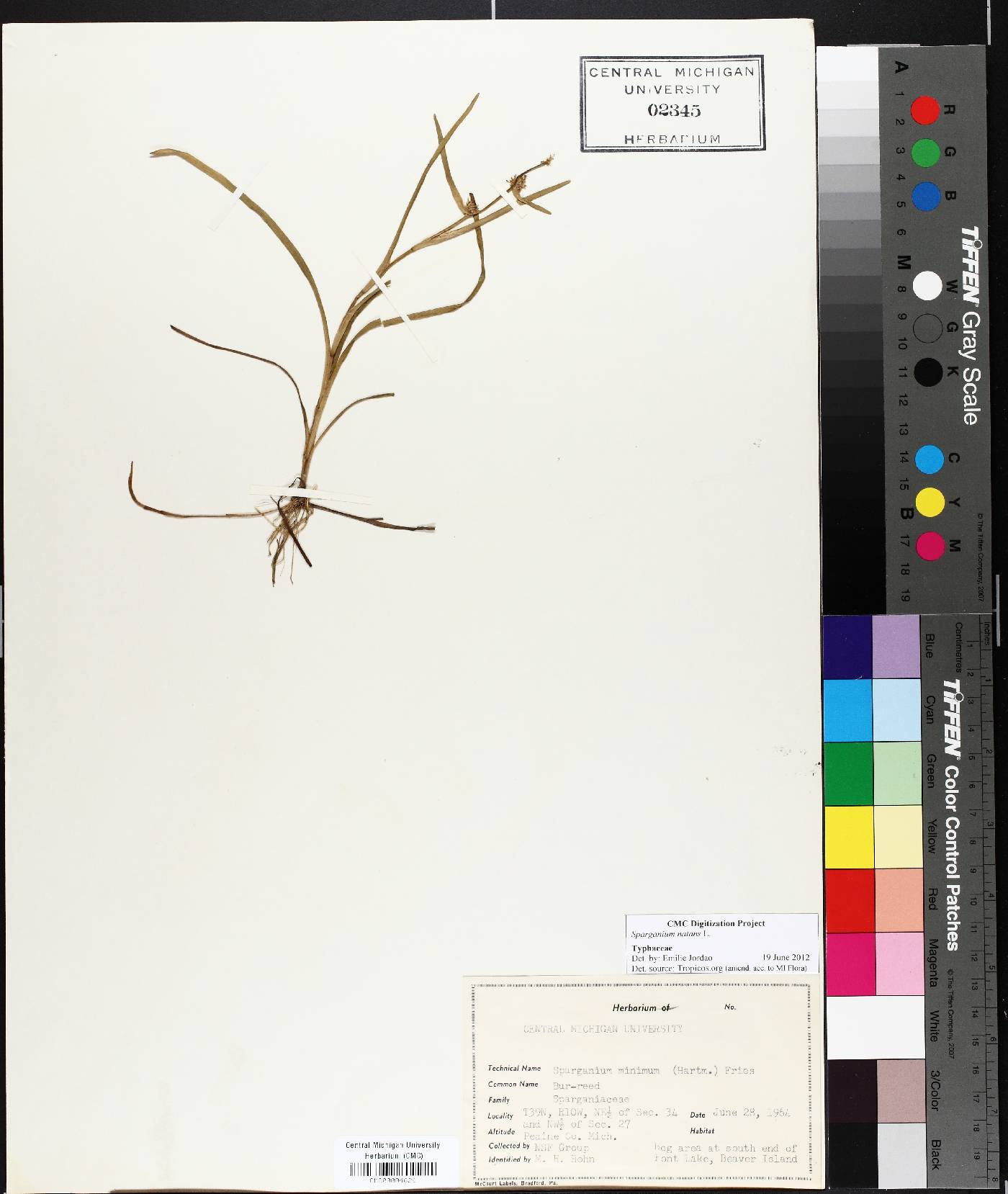 Sparganium natans image
