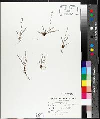 Xyris caroliniana image