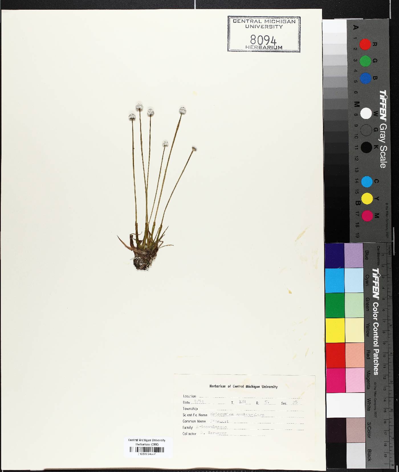 Eriocaulon septangulare image