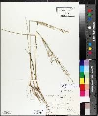 Juncus alpinoarticulatus image