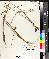 Juncus alpinoarticulatus image