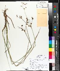 Juncus alpinoarticulatus image