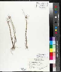 Juncus alpinoarticulatus image