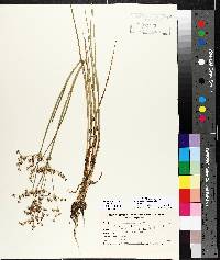 Juncus alpinoarticulatus image