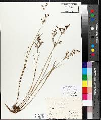 Juncus alpinoarticulatus image