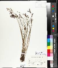 Juncus alpinoarticulatus image