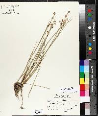 Juncus alpinoarticulatus image