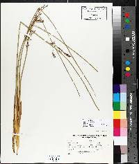 Juncus arcticus image