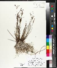 Juncus brevicaudatus image