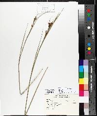 Juncus gerardii image