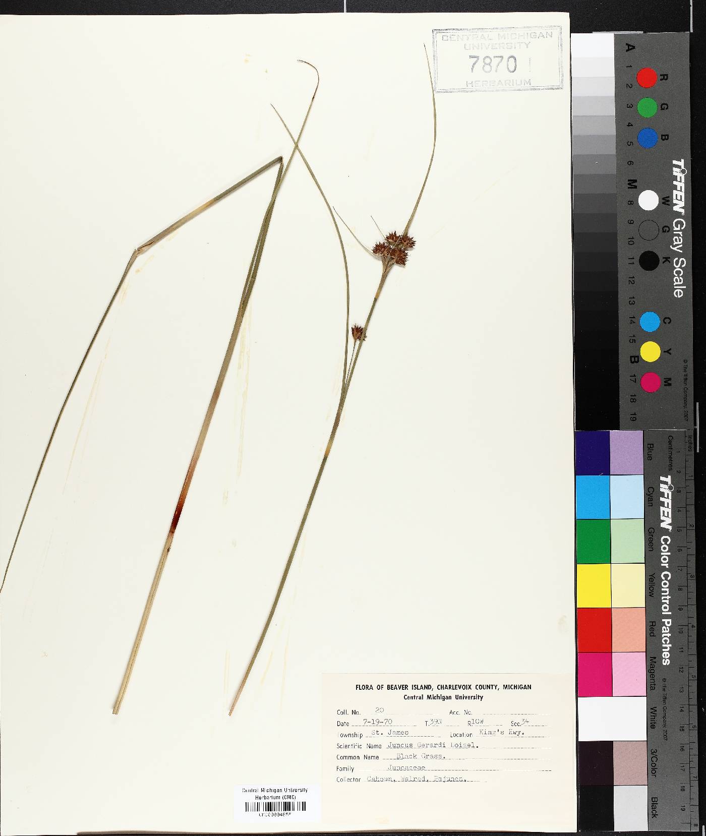 Juncus gerardii image