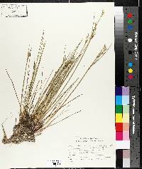 Juncus militaris image