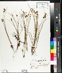 Juncus nodosus image