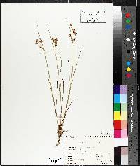 Juncus nodosus image