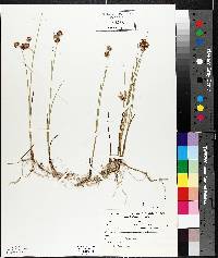 Juncus nodosus image