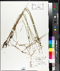 Juncus nodosus image