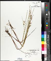 Juncus nodosus image