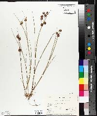 Juncus nodosus image