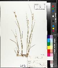 Juncus nodosus image