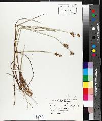 Juncus nodosus image