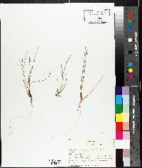 Juncus pelocarpus image