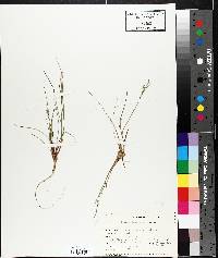 Juncus pelocarpus image