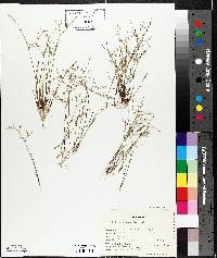 Juncus pelocarpus image