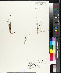 Juncus pelocarpus image