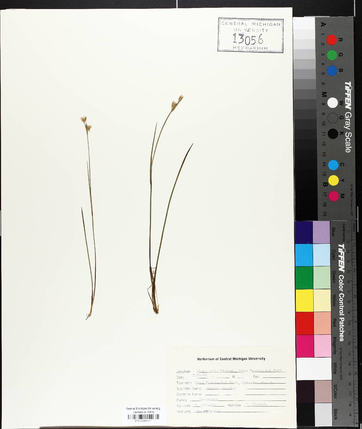 Juncus stygius image