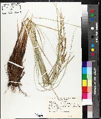 Carex aquatilis var. aquatilis image