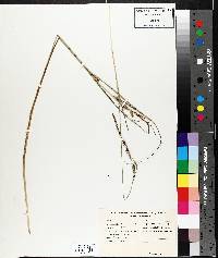 Carex aquatilis var. aquatilis image